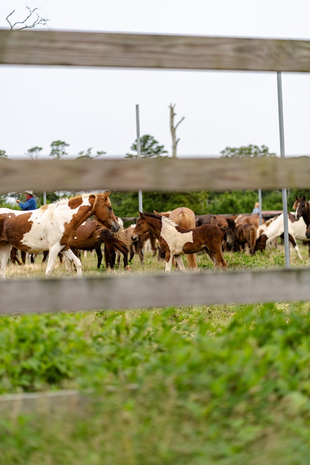 2024 Chincoteague Pony Beach Walk event